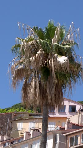 A slow pan reveals a historic clock tower behind a palm tree in bright sunlight