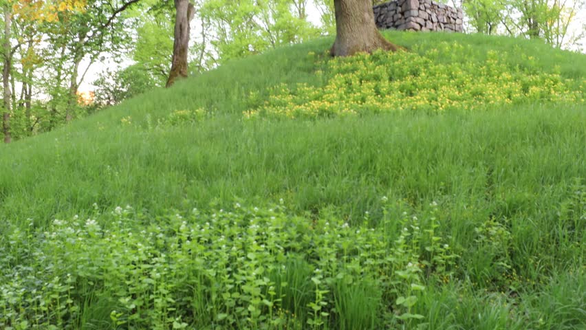 Stockholm, Sweden A green fresh landscape at dawn in a public wooded park. 
