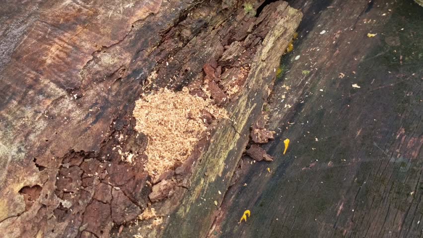 Detailed footage showing the layered structure and insect-bored holes on a weathered, decaying old wooden log.