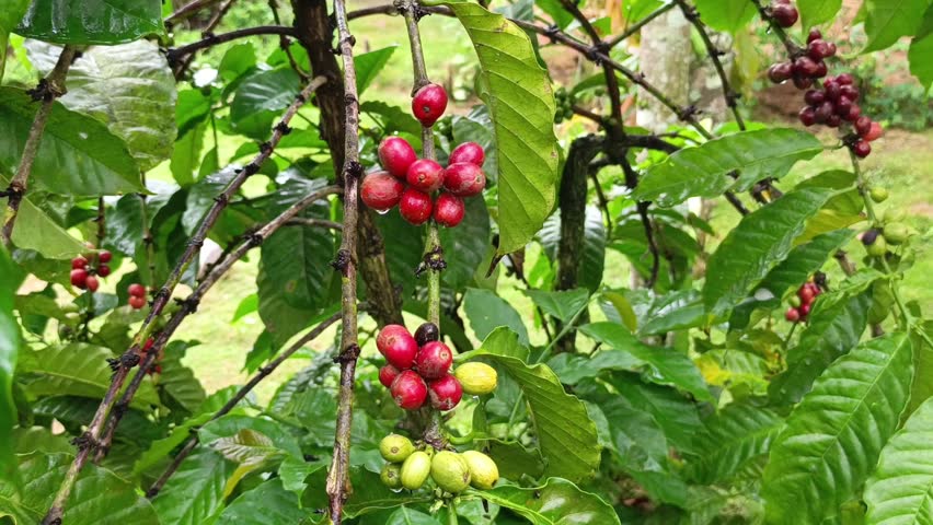Klip footage showing clusters of vibrant ripe red coffee beans ready for harvest on a tree branch in a rainy plantation.