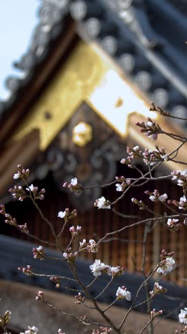 Pink sakura buds bloom in front of an ornate Kyoto shrine under bright daylight