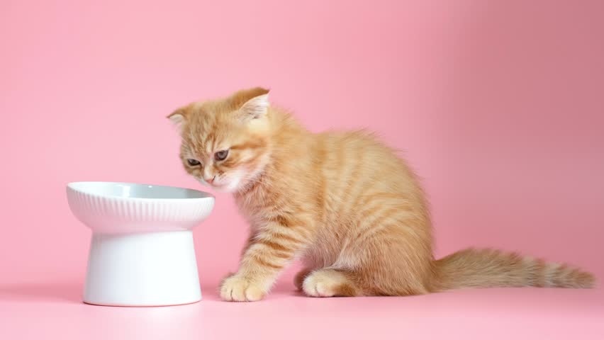 A tabby red kitten eats food from bowl on pink background, side view.
