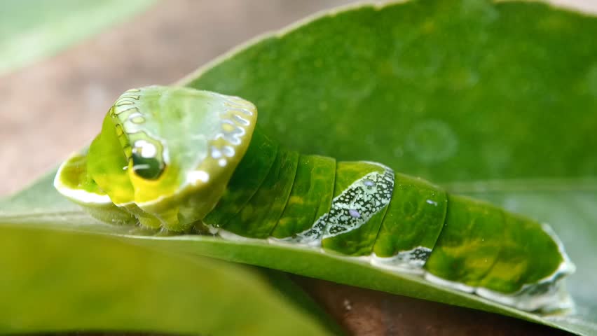 Green caterpillar on orange leaf, with decoration on the forehead and a pair of false eyes. The Great Mormon butterfly is a species with the scientific name Papilio memnon, belonging to Papilionidae family and Papilioninae subfamily.
