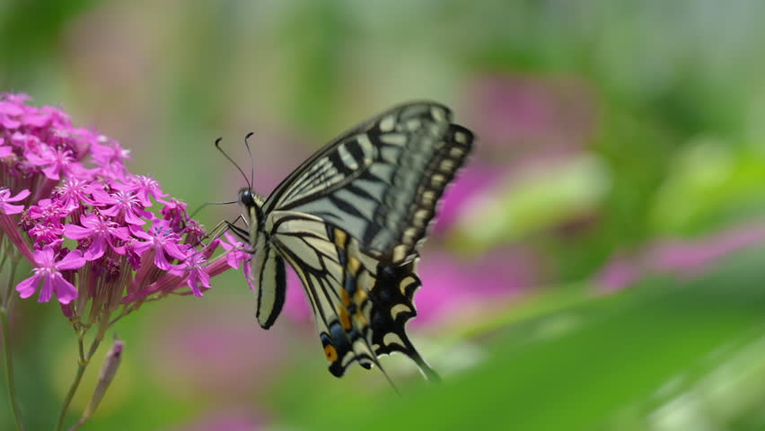 A swallowtail butterfly feeding on nectar from a catchfly flower.