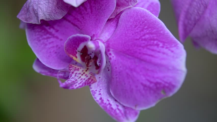 Extreme close up of a small black ant exploring the center of a vibrant purple orchid flower. Macro shot of an ant crawling inside the delicate petals of a blooming pink phalaenopsis orchid. Detailed view of a tiny insect moving on a beautiful tropical purple orchid blossom in nature