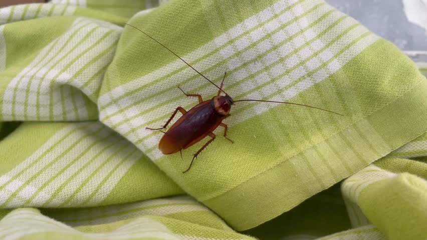 Close-up of a large cockroach with long antennae on a green checkered cloth