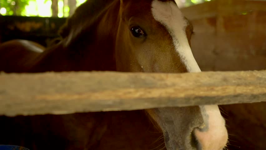 Close-up of a brown horse with a white stripe on its face looking through wooden stable bars