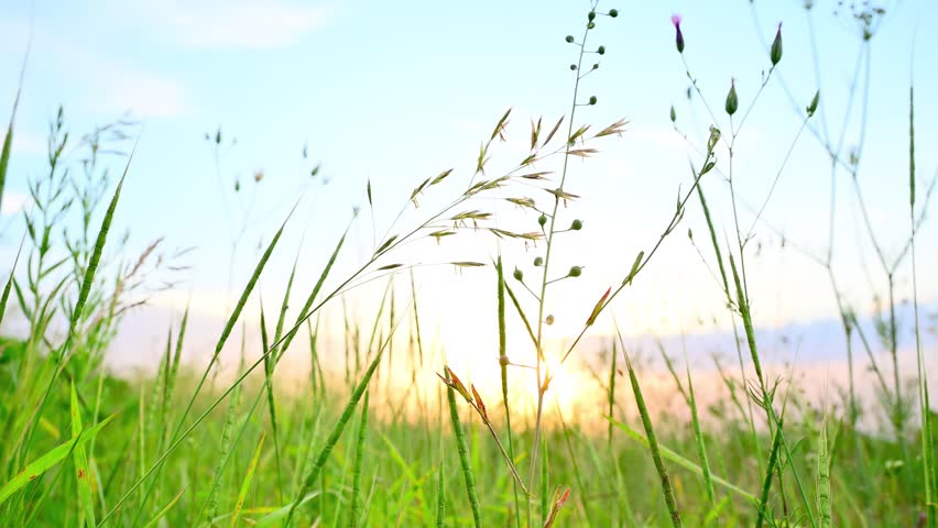 Summer time. Wild grass stalks against the sunset sky in a field