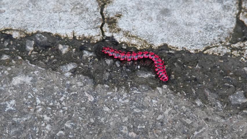 A flat-backed millipede, Red-striped millipede