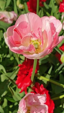 Close-up of a large fully bloomed pink tulip with delicate petals and morning dew drops. Fresh spring flower, botanical macro photography, soft pastel tones.