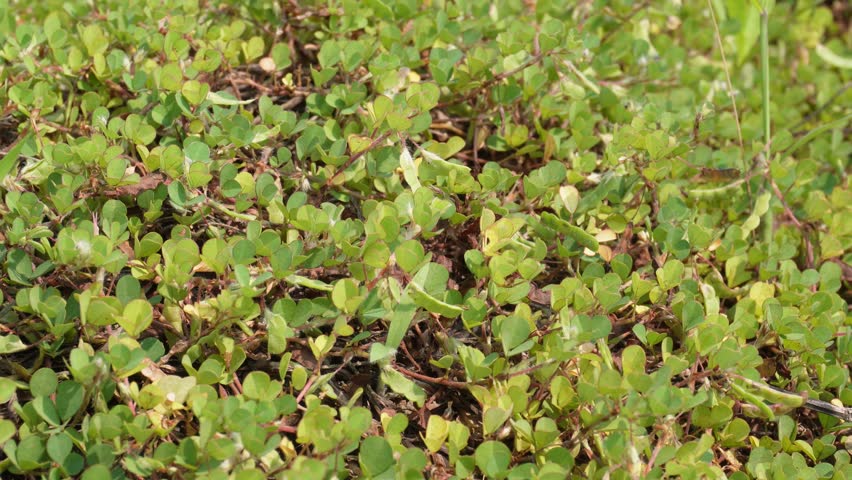 Beach morning glory goat’s foot low growing
