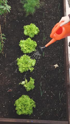 Overhead View Of Woman Watering Plants. Woman Using Orange Watering Can To Care For Her Vegetable Garden