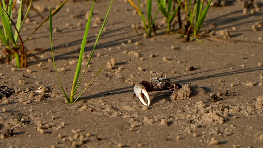 Male fiddler crab in a waving courtship display