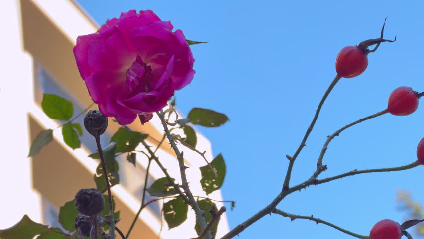 Beautiful pink rose flower with green leaf and red rose hip fruit on thorny branch blooming against bright blue sky, springtime garden floral beauty.