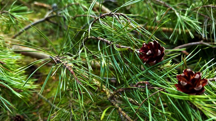 Close up of pine cones hanging on a branch in a coniferous forest