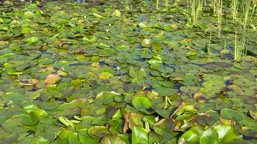 Lilypads on the water in a river.