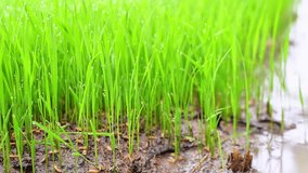 Close-up 4K footage of young rice seedlings with fresh morning dew drops in a paddy field. Symbol of agriculture, organic farming, and sustainable food growth. Vibrant green nature background - Powered by Shutterstock - Get 15% off with code: PIKWIZARD15