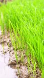 Close-up 4K footage of young rice seedlings with fresh morning dew drops in a paddy field. Symbol of agriculture, organic farming, and sustainable food growth. Vibrant green nature background - Powered by Shutterstock - Get 15% off with code: PIKWIZARD15