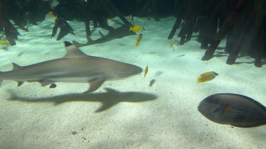 Blacktip reef shark Carcharhinus melanopterus swimming beside Rhizophora mangle roots in clear aquarium water. Marine species
