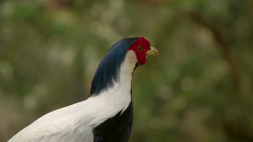 Extreme close-up of alert Silver Pheasant male showing vivid red wattle, golden eye and striking blue-black crest