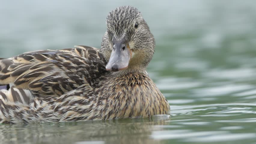Female Mallard Duck Swimming and Quacking on Lake - 4K Wildlife Slow Motion