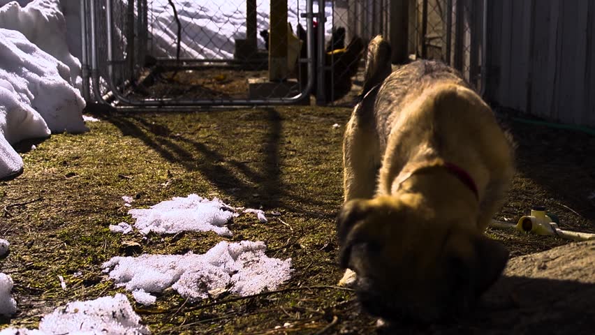 small dog playing in the snow