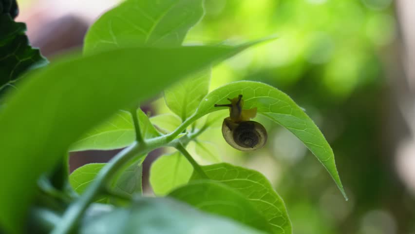 Small snail creeping on the leaf