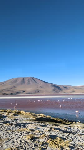 Flock of pink flamingos wading in Laguna Colorada red salt lake with volcanic mountains under deep blue sky, scenic landscape of Eduardo Avaroa National Reserve, Altiplano, Potosi, Bolivia