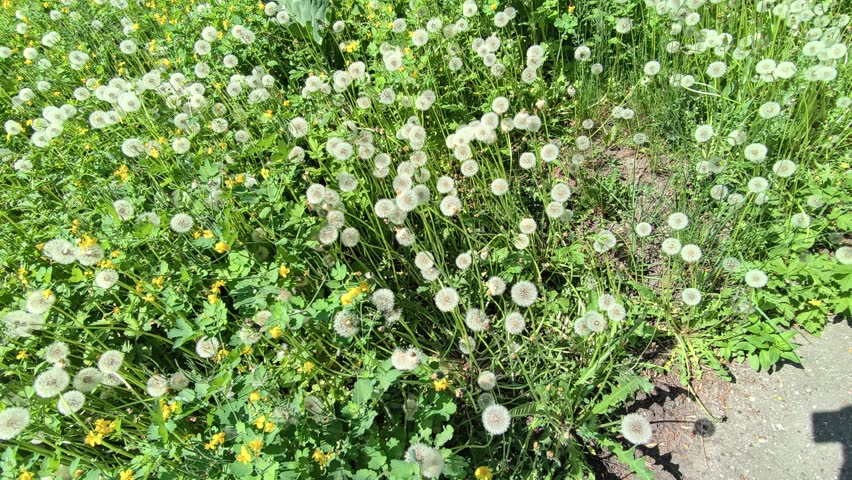 Section of a meadow with dandelions with downy seed heads growing among the other grass 