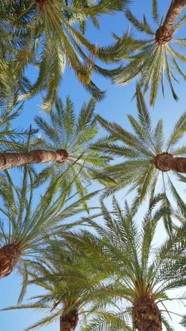 Palm trees pattern vertical background bottom low angle shot tall trunks green leaves blue sky sunny day tropical paradise concept summer vacation travel destination tourism nature abstract texture