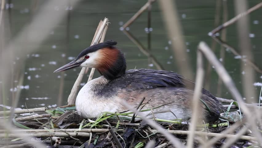 Great crested grebe sitting on a nest in a pond surrounded by reeds