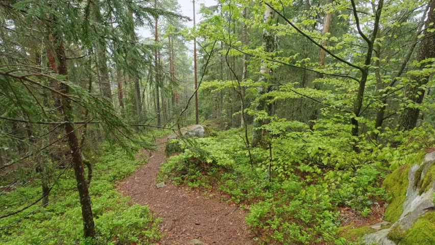 Forest with coniferous and deciduous trees on a mountain slope with rocky outcrops, view while moving forward along the tourist trail at spring rainy day
