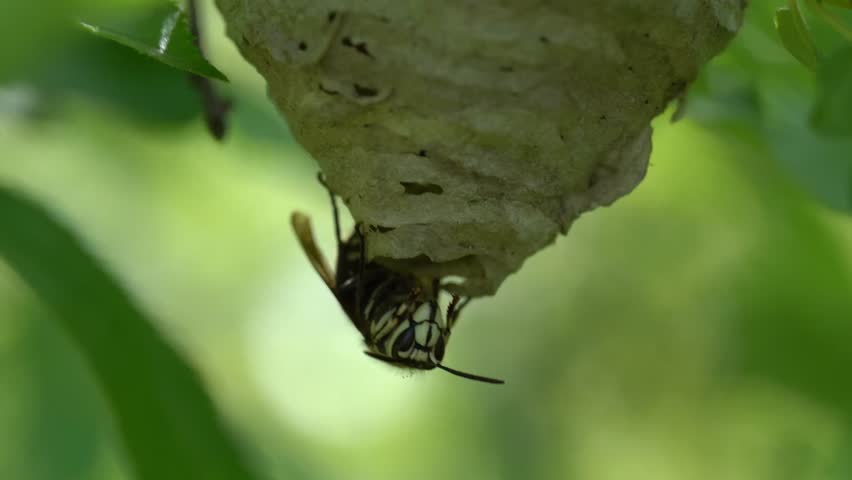 Close-up of a bald-faced hornet (Dolichovespula maculata) building a nest. This large black-and-white wasp is known for its aggressive nest defense. 