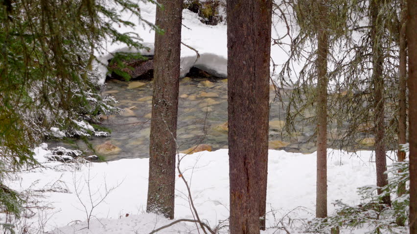 Creek flowing through snow-dusted trees in Johnston Canyon winter forest.