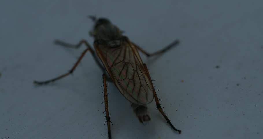 A close-up video of a wet fly