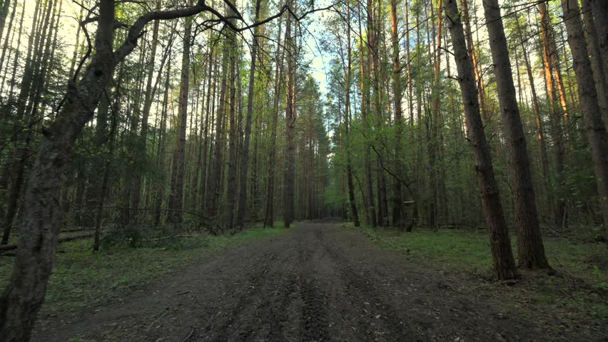 Sunlit forest road in spring woodland