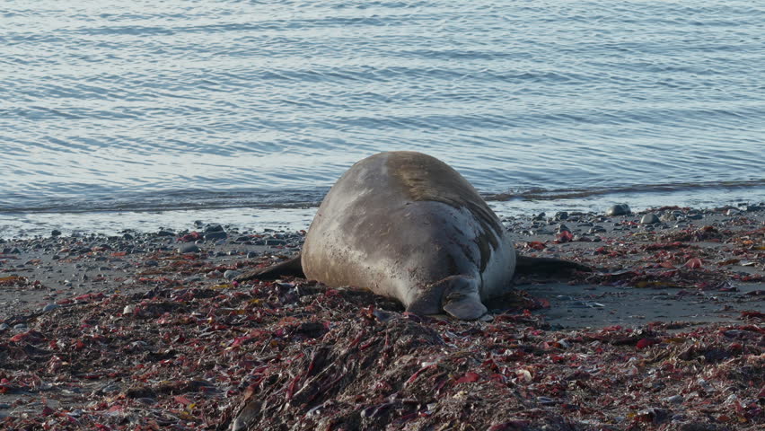 Elephant Seal Looking Back on Shore in Antarctica