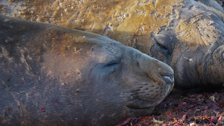 Sleeping Southern Elephant Seal Close Up
