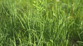 Closeup Green Grass Blades Swaying Gently In Soft Morning Sunlight, Shallow Depth Of Field Highlights Dew, - Powered by Shutterstock - Get 15% off with code: PIKWIZARD15