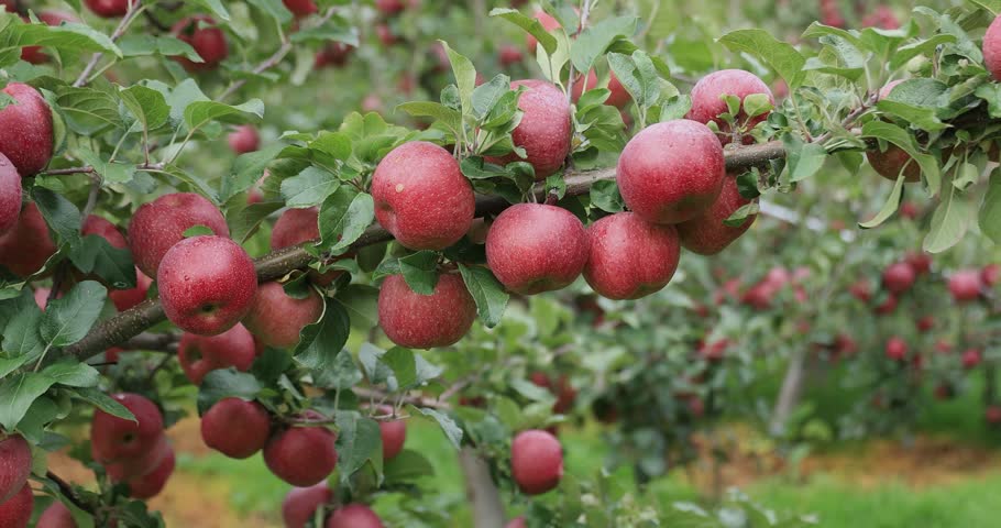 Red apples grow on tree in the orchard