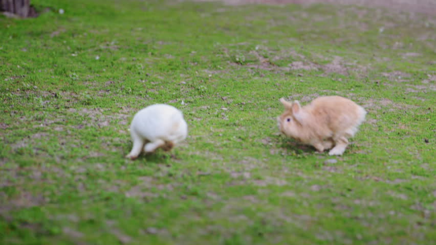 White and red rabbits chasing and jumping on green grass near a lake, 4K slow motion