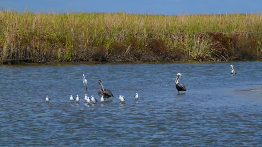 A group of brown pelicans (Pelecanus occidentalis) along with some white shorebirds in a wetland or coastal habitat. Wetland Walkway located at the Sabine National Wildlife Refuge in Cameron, Louisiana. The boardwalk is part of the Creole Nature Trail All-American Road