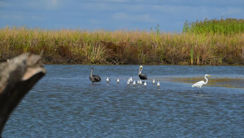 A group of brown pelicans (Pelecanus occidentalis) along with some white shorebirds in a wetland or coastal habitat. Wetland Walkway located at the Sabine National Wildlife Refuge in Cameron, Louisiana. The boardwalk is part of the Creole Nature Trail All-American Road