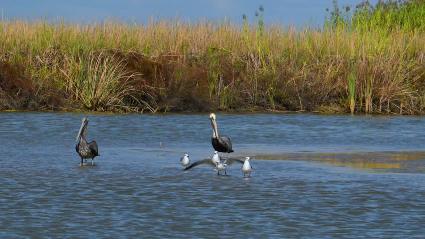 A group of brown pelicans (Pelecanus occidentalis) along with some white shorebirds in a wetland or coastal habitat. Wetland Walkway located at the Sabine National Wildlife Refuge in Cameron, Louisiana. The boardwalk is part of the Creole Nature Trail All-American Road