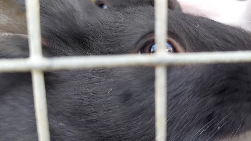Group of domestic black and white rabbits sitting inside a wire cage close up