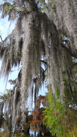 Louisiana, Spanish moss (Tillandsia usneoides), an epiphyte that hangs from tree branches. Despite its name, it is not a true moss but a flowering plant in the bromeliad family, related to pineapples.It is native to tropical and subtropical climates, particularly in the southeastern United States, and does not harm the trees it grows on.
