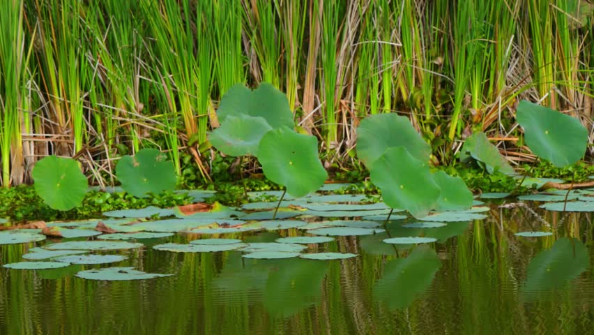 Louisiana, Yellow Pond Lily (Nuphar lutea), a perennial aquatic plant known for its large, heart-shaped leaves that can float on the surface or rise above it. These plants are typically found in shallow water up to 3 feet deep with a muddy bottom.