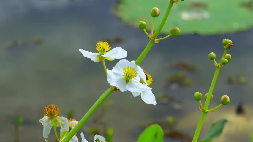 Louisiana, Broadleaf Arrowhead (Sagittaria latifolia), commonly known as duck potato or wapato. This aquatic perennial is native to North America and thrives in shallow water, swamps, marshes, and slow-moving streams. The plant produces edible tubers at its roots, historically used as a food source by Native American tribes and waterfowl. The white flowers are pollinated by various insects, including bees, butterflies, and wasps.