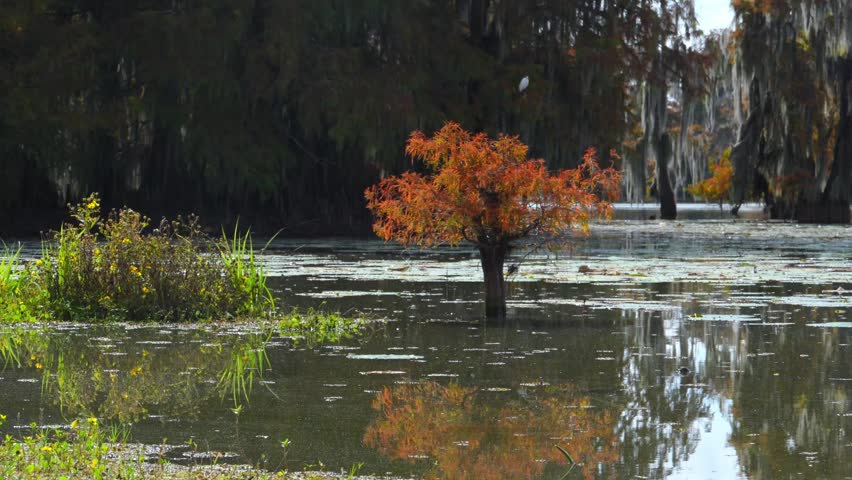 Louisiana, flooded cypress forest. A brightly colored bald cypress (Taxodium distichum) growing in a swamp during autumn occupies the foreground. In the background, trees draped with Spanish moss (Tillandsia usneoides) thrive in the calm, shallow waters of a bayou channel, creating a distinctive light-reflecting wetland ecosystem.