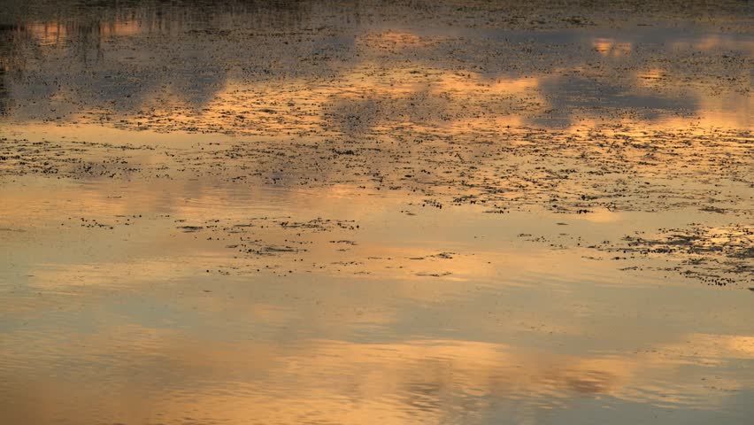 Louisiana, a flooded swamp forest in a wetland at sunset. Orange reflections of the setting sun shimmer on the water surface.